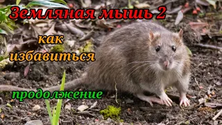 Земляная мышь 2, как избавиться.