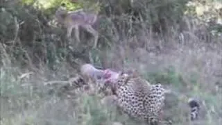Cheetah v Impalas