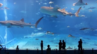 Самый большой аквариум в мире / The largest aquarium in the world