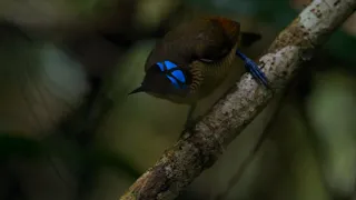 Wilson's bird of paradise – брачный ритуал