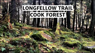 Longfellow Trail - Cook Forest State Park