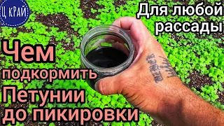 СУПЕР ВАЖНАЯ ПОДКОРМКА Петунии и любой рассады 🌱 до пикировки. ГАРАНТИРУЮ УСПЕХ Обязательно просмотр