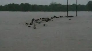 Herd of Cattle Swept Away With Signifcant Flooding Near Tupelo, OK on 09-21-2018