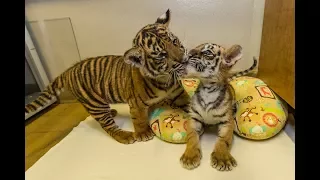 Special Cub Delivery - Sumatran Tiger Cub Meets Bengal Tiger Cub