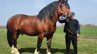 ❤️УХ,ЯКА КРАСА 😍!  ЕЛІТНИЙ І НЕПЕРЕВЕРШЕНИЙ ВОЛОДИМИРСЬКИЙ ВАГОВОЗ НА ПРОДАЖУ😎/