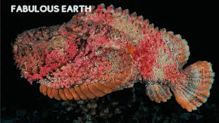Exploring the Ocean | The most dangerous fish in the ocean | Fabulous Earth