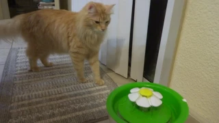 Catit Flower Fountain Review