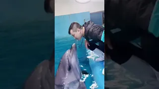 dolphin lover just watch this 😍😘 // dolphin //