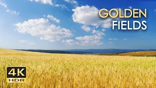 4K HDR Golden Fields - Skylark Birdsong & Cricket Sounds - Grainfields Dancing In The Wind - Relax