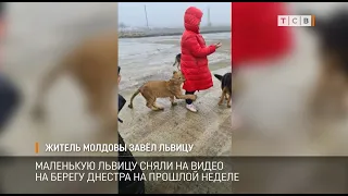 Житель Молдовы завёл львицу