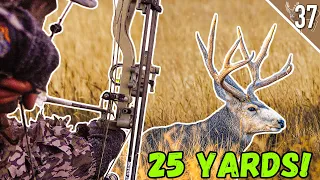 BIG BUCKS in the WIDE OPEN! - Tips and Tricks for Stalking DEER with a BOW!