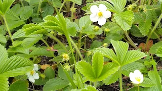 ЛЕСНАЯ ЗЕМЛЯНИКА🍓🌿Лечебные свойства.Целебный чай из листьев земляники.