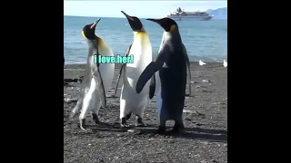 Penguin Love Triangle