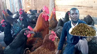 FEEDING CHICKEN ON GREEN & FRESH BANANA PEELINGS || making profits with Local chicken