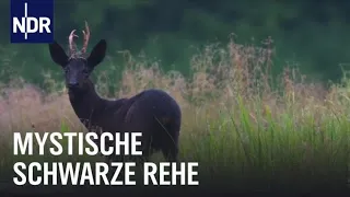 Schwarze Rehe in Niedersachsen | Die Nordreportage | NDR Doku