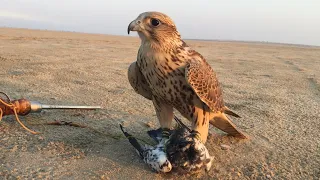 TRAINING SAKER FALCON WITH PIGEON