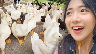 Army Of Ducks Teaches Me How To Waddle! | Waddlethon Highlights