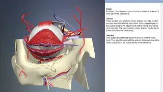 Long posterior ciliary arteries | Arteries of head and neck | 3D Human Anatomy | Organs