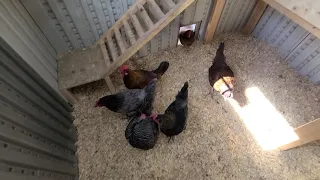 Backyard chicken farm - Happy Chickens