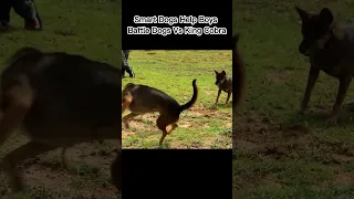 Battle Dogs Vs King Cobra | Animals Planet
