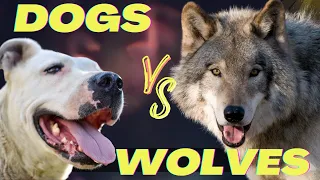 Top 20 Dog Breeds that Can Defeat Wolves