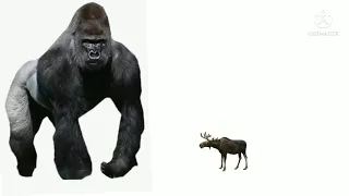 Gorilla and moose size comparison