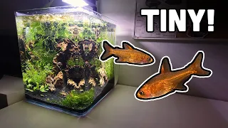 5 gallon fish tank setup 💛 for CUTE *NEW* TINY FISH