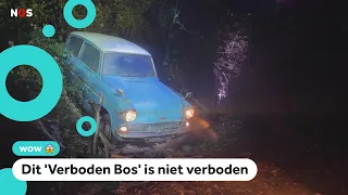 Rondlopen in een écht Harry Potter-bos: hier kan het!