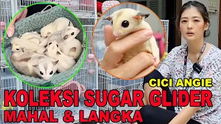 KOLEKSI SUGAR GLIDER MAHAL & LANGKA CICI ANGIE