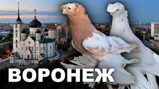 Воронеж выставка и ярмарка. Двухчубые голуби. Tauben. Pigeons. Palomas. Pombos. 비둘기. کبوترها.