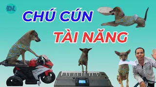 Nhặt được cún tài năng - ĐỘC LẠ BÌNH DƯƠNG