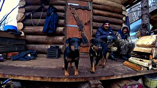 ПРИШЛИ ХОЛОДА. ИВАНЫЧ ЕДЕТ НА ПАСЕКУ  В ТАЙГУ ДАЛЬНЕГО ВОСТОКА.