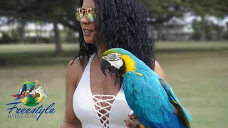 Freeflight Macaw in Hawaii | Day 5