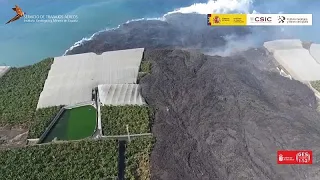 Volcán de La Palma | Plátanos sin agua por culpa de la lava