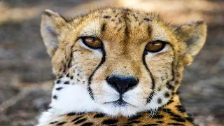 "Cheetah Chronicles: Racing through the Savanna with Nature's Fastest Predator!"