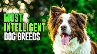 Here are the World's Most Intelligent Dog Breeds !!