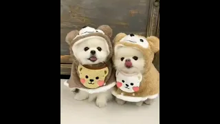 Cute puppy as teddy bear#shorts