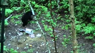 2014 Bear Hunt with Bear-O-Rama  HD Video