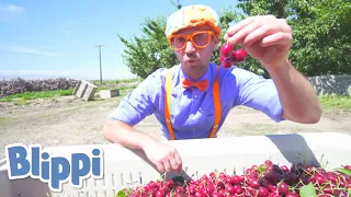 WOW! Blippi Visits A Cherry Farm | Blippi | Learn With Blippi | Funny Videos & Songs