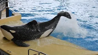 Лоро-Парк Тенерифе  , шоу  касаток  4K, Loro Parque ,Tenerife , espectaculo de orcas