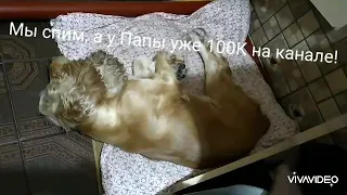 Спокойной ночи малыши 🐕🐈❤️😀