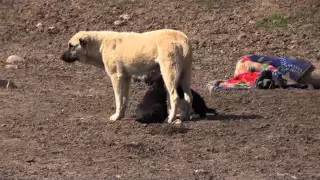 Female of a Tajik shepherd dog fights a male over her  puppies