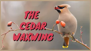 Cedar Waxwing: Everything you need to know | ft. ETHAN TOUSSANT | Call/Sound/Whistle, Eating, Drunk