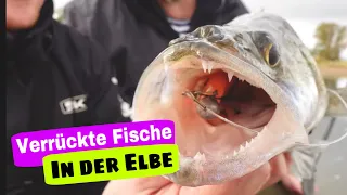 Zanderangeln an der Elbe. Verrückte Hechte als Beifang