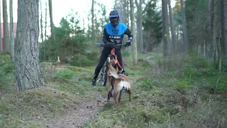 Bikejoring Training On Swedish Trails With My Belgian Malinois!