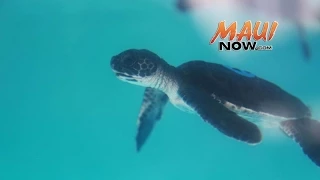 Green Sea Turtle Hatchlings Arrive at Maui Ocean Center - by Wendy Osher