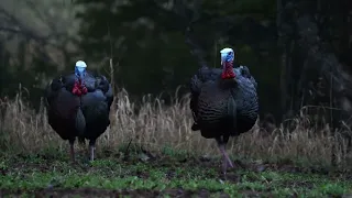 Turkey Opening Day Double | David Doubles On Eastern Turkeys