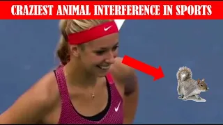 Craziest Animal Interference In Sports COMPILATION