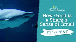 How Good is a Shark's Sense of Smell Experiment | Marine Biology | The Good & the Beautiful