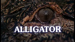 Alligator  Аллигатор